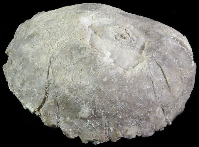 Crinoid Calyx (Pithocrinus) - Alpena, Michigan #68837
